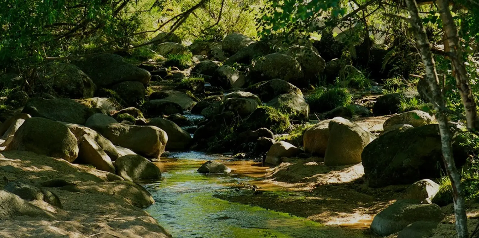 Paisaje de río con bosque de fondo